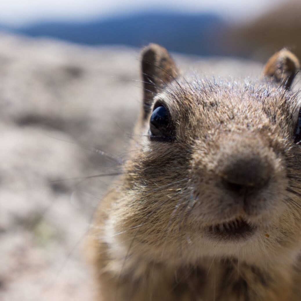 chipmunk-2