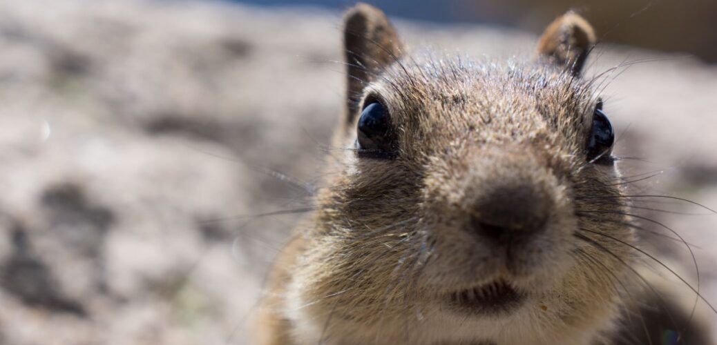 chipmunk-2