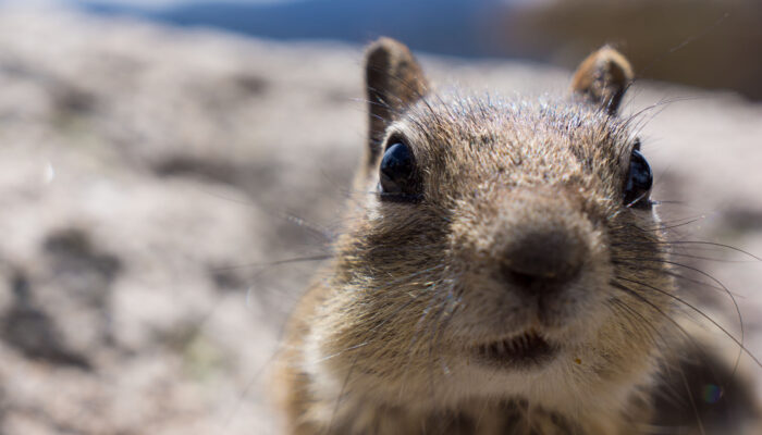 chipmunk-2